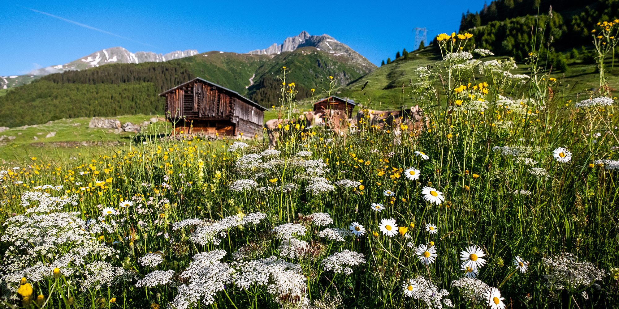 Bergwiese Graubünden